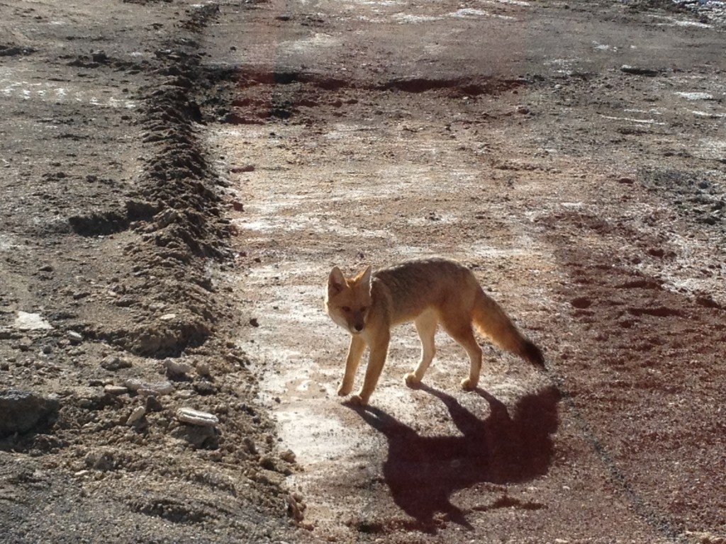 Nuestro amigo el zorro en busca de lo que podamos darle. 
