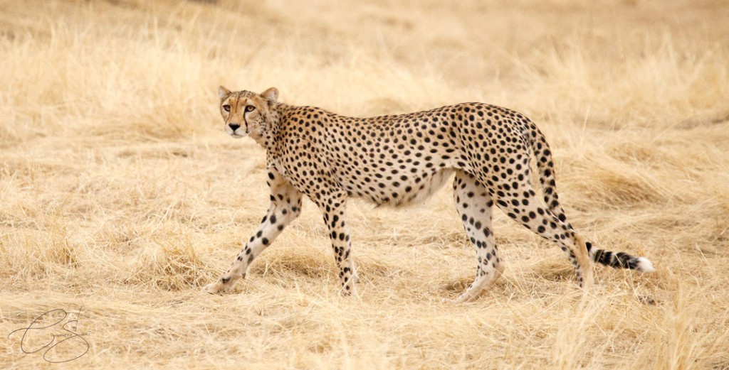 Cheetah_lowres